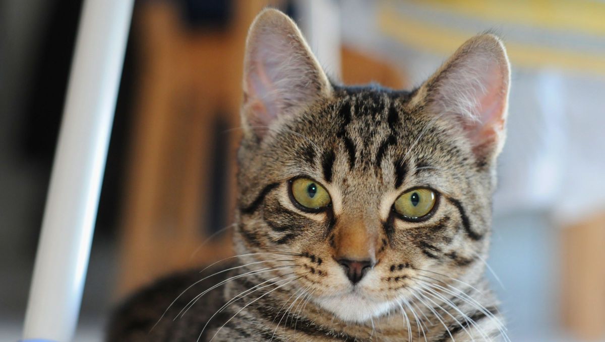 Qué significa que los gatos atigrados tengan una M marcada en su frente