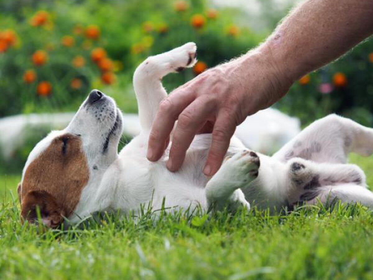 Si tu perro se ve feliz, puedes seguir disfrutando del momento. Si tu perro se ve feliz, puedes seguir disfrutando del momento. 