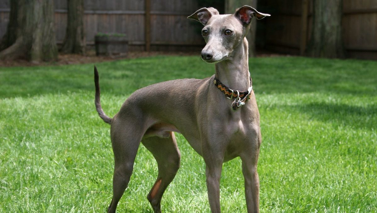 El italiano es el más pequeño de la raza Galgo
