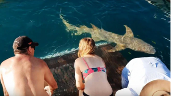Quiso darle de comer a un tiburón y se salvó de milagro