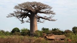 el arbol que almacena hasta 120.000 litros de agua en su tronco y vive mas de 1.500 anos