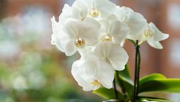 Las orquídeas necesitan mucha atención. Las orquídeas necesitan mucha atención.