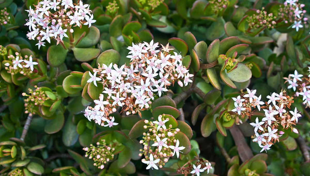 Cuánto tarda en crecer un árbol de jade: pocos lo saben