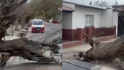 El Zonda derribó un árbol y bloqueó por completo una calle en Las Heras