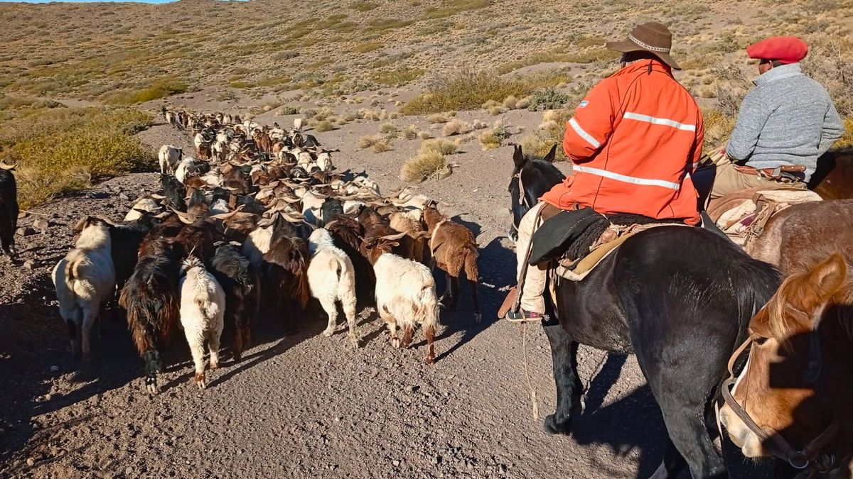 Patricio Olate se dedica a engordar reproductores caprinos durante 9 meses. Y a partir del 15 de mayo comienza a devolverlos a los puesteros para que las cabras puedan parir en primavera.