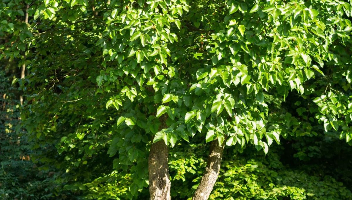 La morera sin frutos proporciona una sombra generosa.