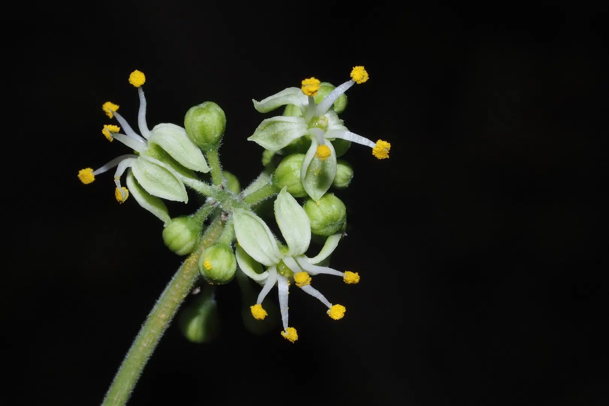 Las flores del zapote son pequeñas y de color verde, amarillo o blanco. Las flores del zapote son pequeñas y de color verde, amarillo o blanco.