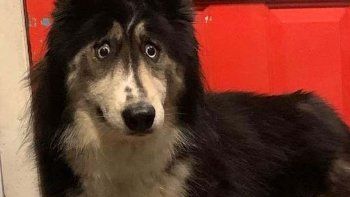 Se hizo viral: Nadie quería adoptar a esta perra husky siberiana por su extraña mirada