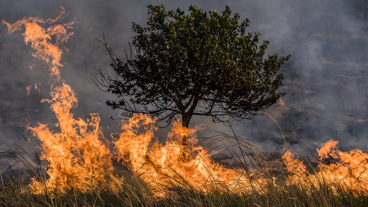 No se debe prender fuego en zonas forestales