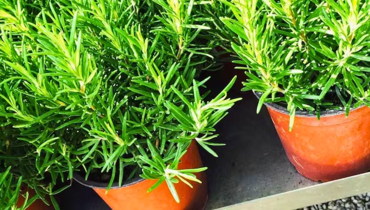 Ni arroz, ni huevo: qué agregarle a la planta de romero para que se mantenga verde todo el año