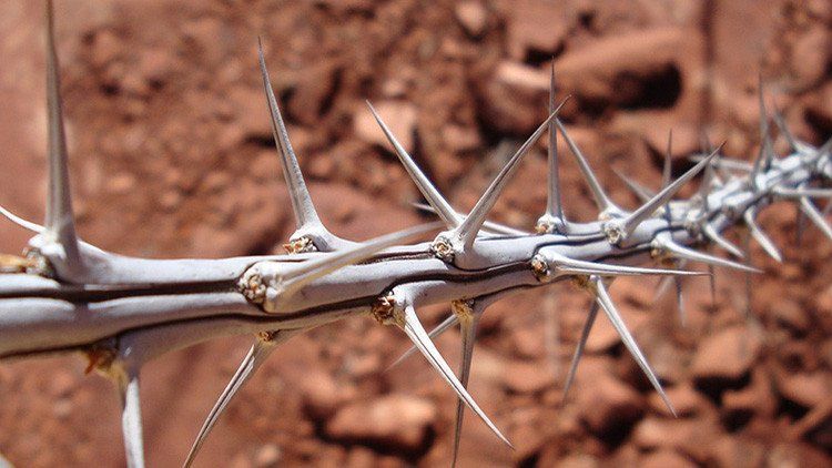Así crecen en un invernadero las primeras plantas lunares y marcianas
