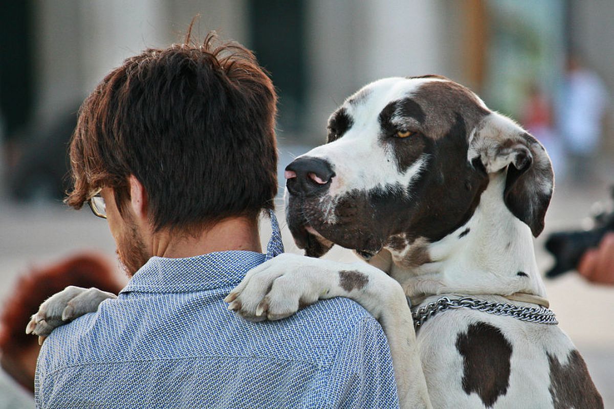 Un estudio demostró que los perros sienten celos: cuáles son las señales que indican esto Un estudio demostró que los perros sienten celos: cuáles son las señales que indican esto