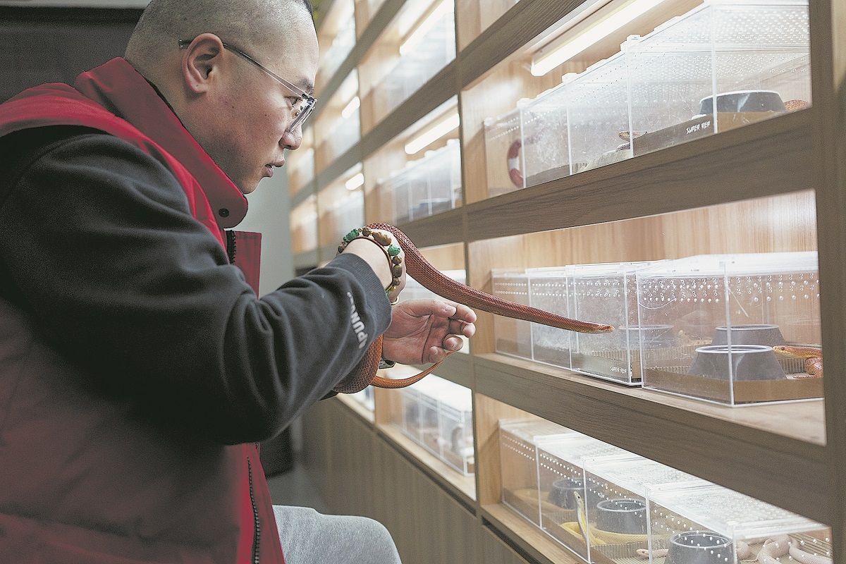 El dueño de una tienda de mascotas exóticas en Shanghai examina uno de los reptiles. GAO ERQIANG / CHINA DAILY