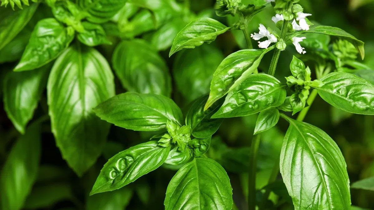 La floración en la planta de albahaca se presenta como el momento ideal para realizar una tarea﻿