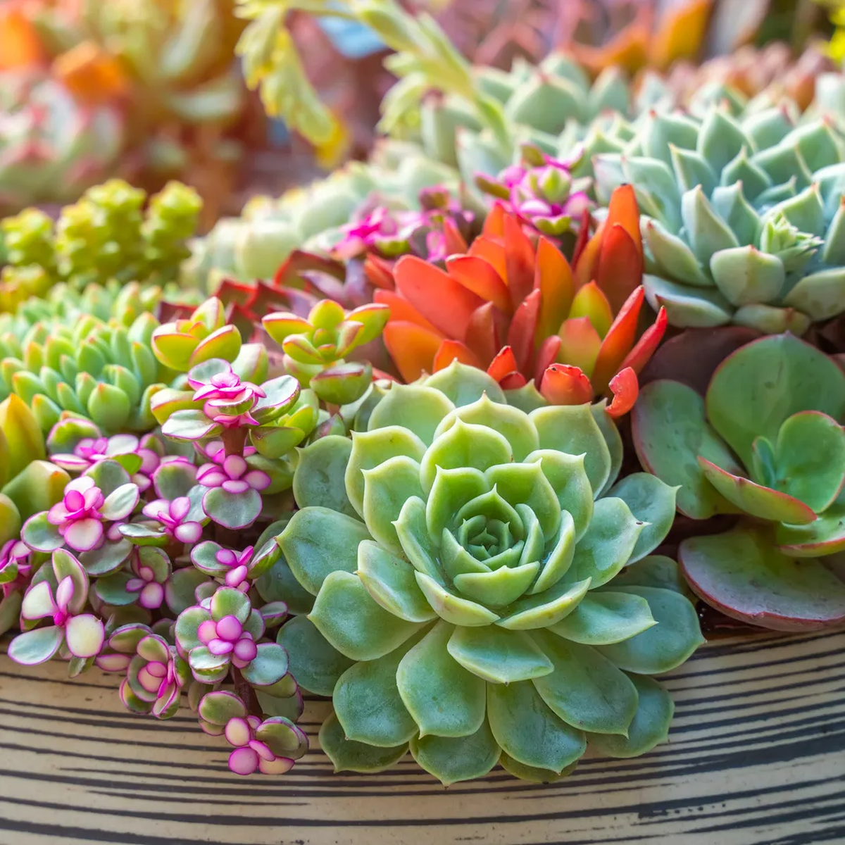Plantas y cactus con formas sorprendentes. Su est&eacute;tica escult&oacute;rica, su resistencia y su bajo mantenimiento las convierten en aliadas ideales para transformar el espacio del hogar sin grandes esfuerzos.