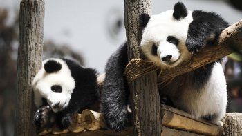 Nació un segundo panda gigante en Malasia