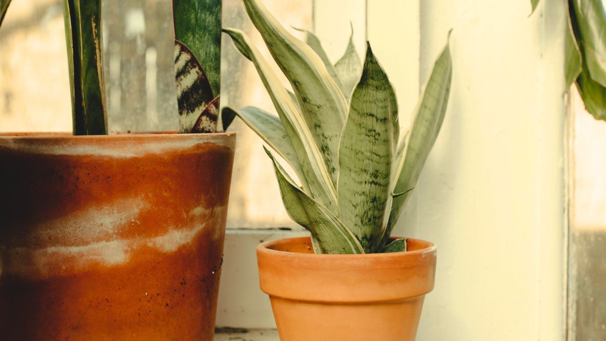 Este es el momento perfecto para podar una sansevieria o lengua de suegra. Foto: Pexels