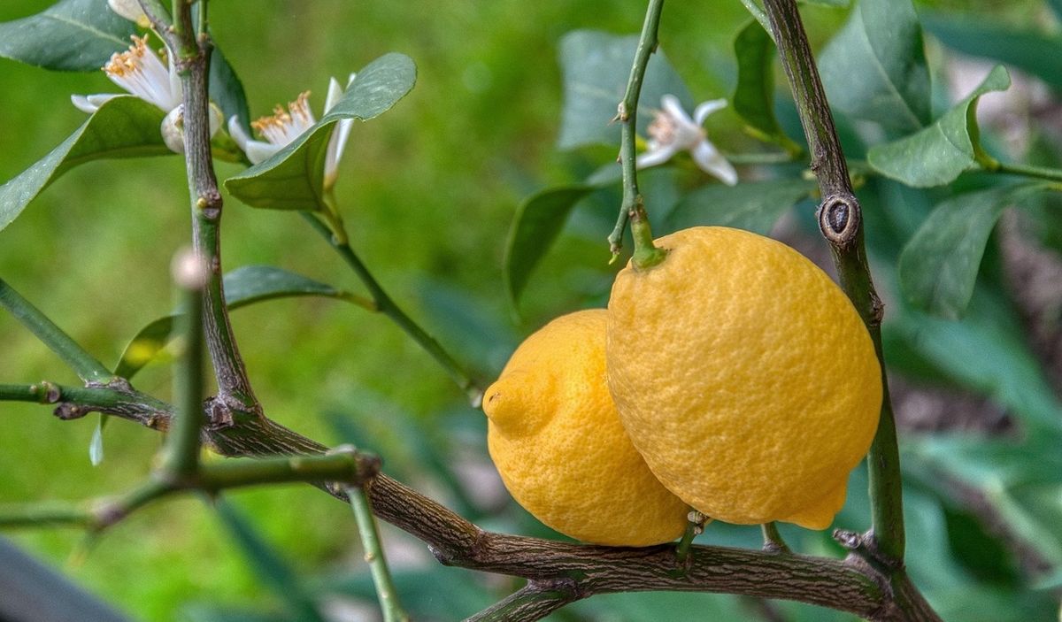 Todo lo que tienes que saber sobre el limonero. Imagen: Pixabay