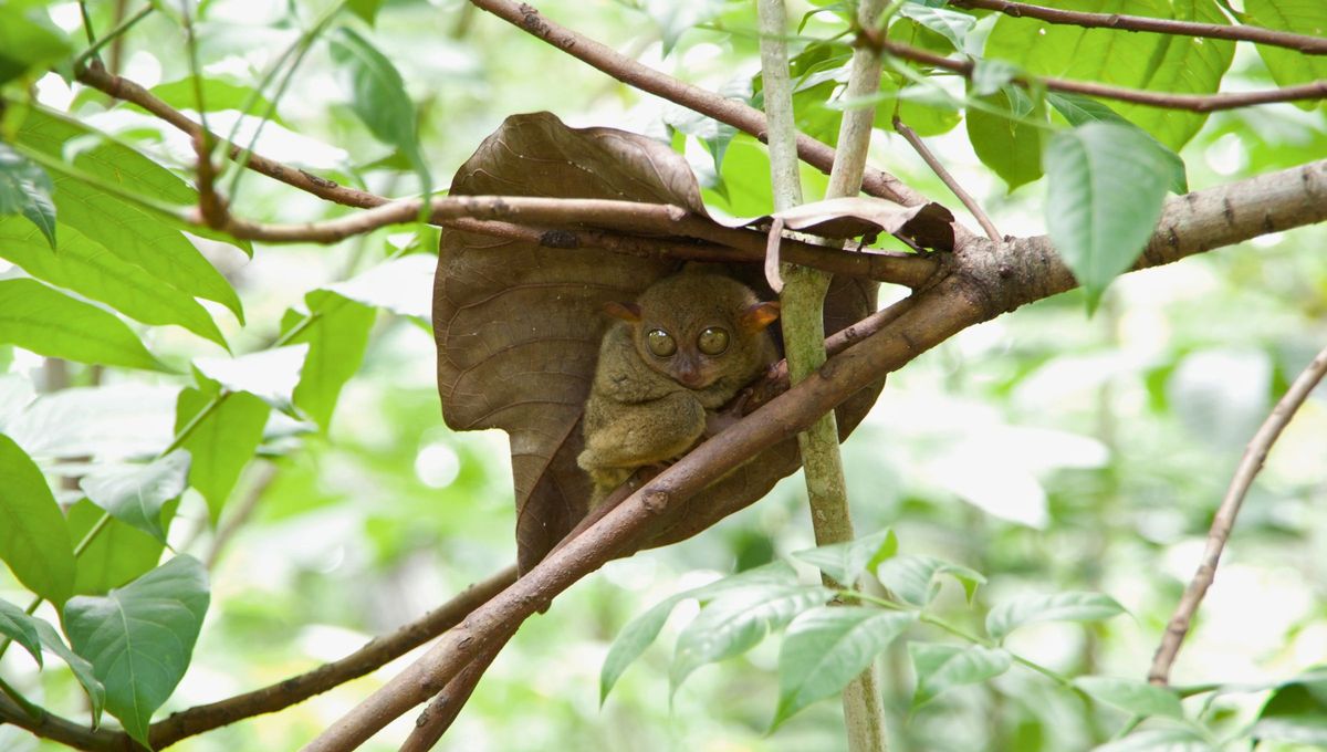 Las especies de tarseros en el Sudeste Asiático, incluyendo Filipinas, Malasia e Indonesia, varias de las cuales están en peligro. Las especies de tarseros en el Sudeste Asiático, incluyendo Filipinas, Malasia e Indonesia, varias de las cuales están en peligro.