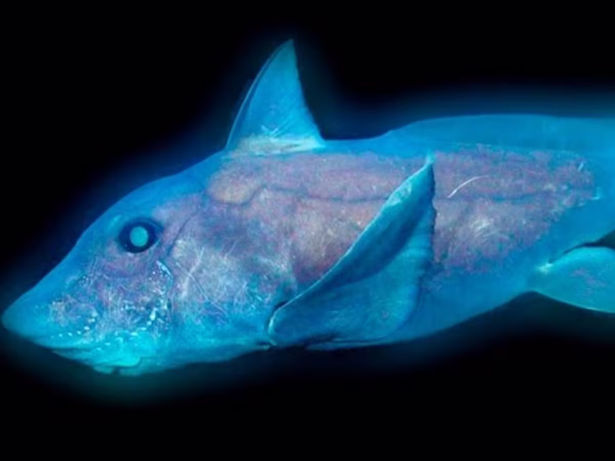 Descubrimiento de una nueva especie de tiburón fantasma en las aguas de Nueva Zelanda Descubrimiento de una nueva especie de tiburón fantasma en las aguas de Nueva Zelanda
