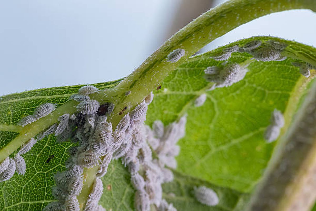 Cochinilla algodonosa, la plaga que atenta contra el bienestar de tu planta. Cochinilla algodonosa, la plaga que atenta contra el bienestar de tu planta.