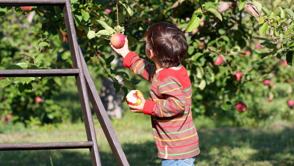 Hoy analizamos el origen y significado del popular refrán "La manzana no cae tan lejos del árbol" Hoy analizamos el origen y significado del popular refrán "La manzana no cae tan lejos del árbol"