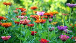Las 3 plantas que tienes que tener en tu jardín esta primavera por sus hermosos colores