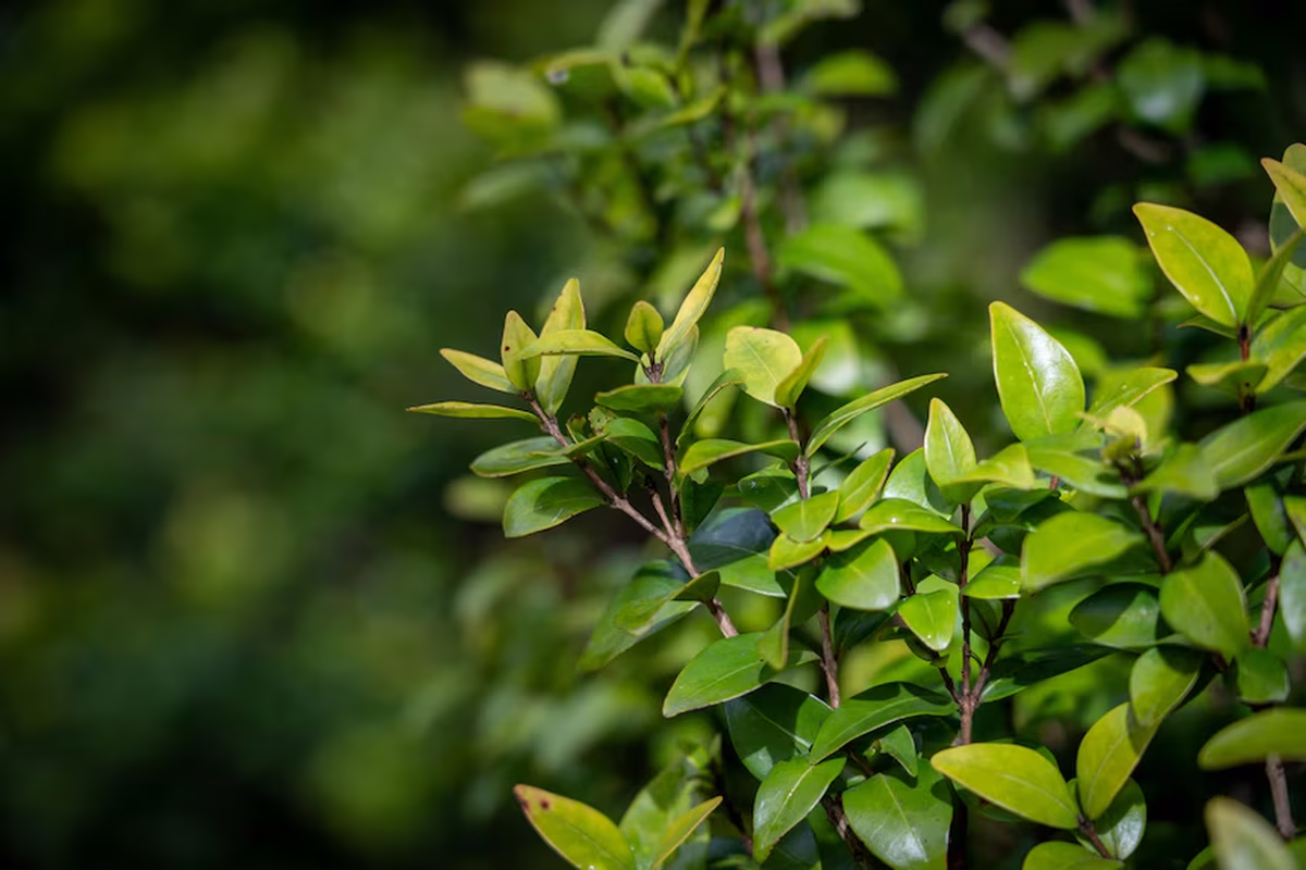 Este árbol es una especie nativa de Australia, por lo que si desaparece de ese país, desaparece de todo el mundo. Este árbol es una especie nativa de Australia, por lo que si desaparece de ese país, desaparece de todo el mundo.