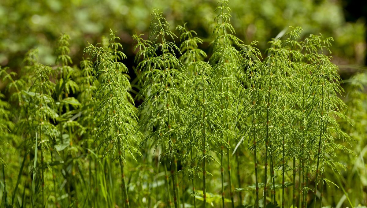 Cola de caballo. Cola de caballo. 