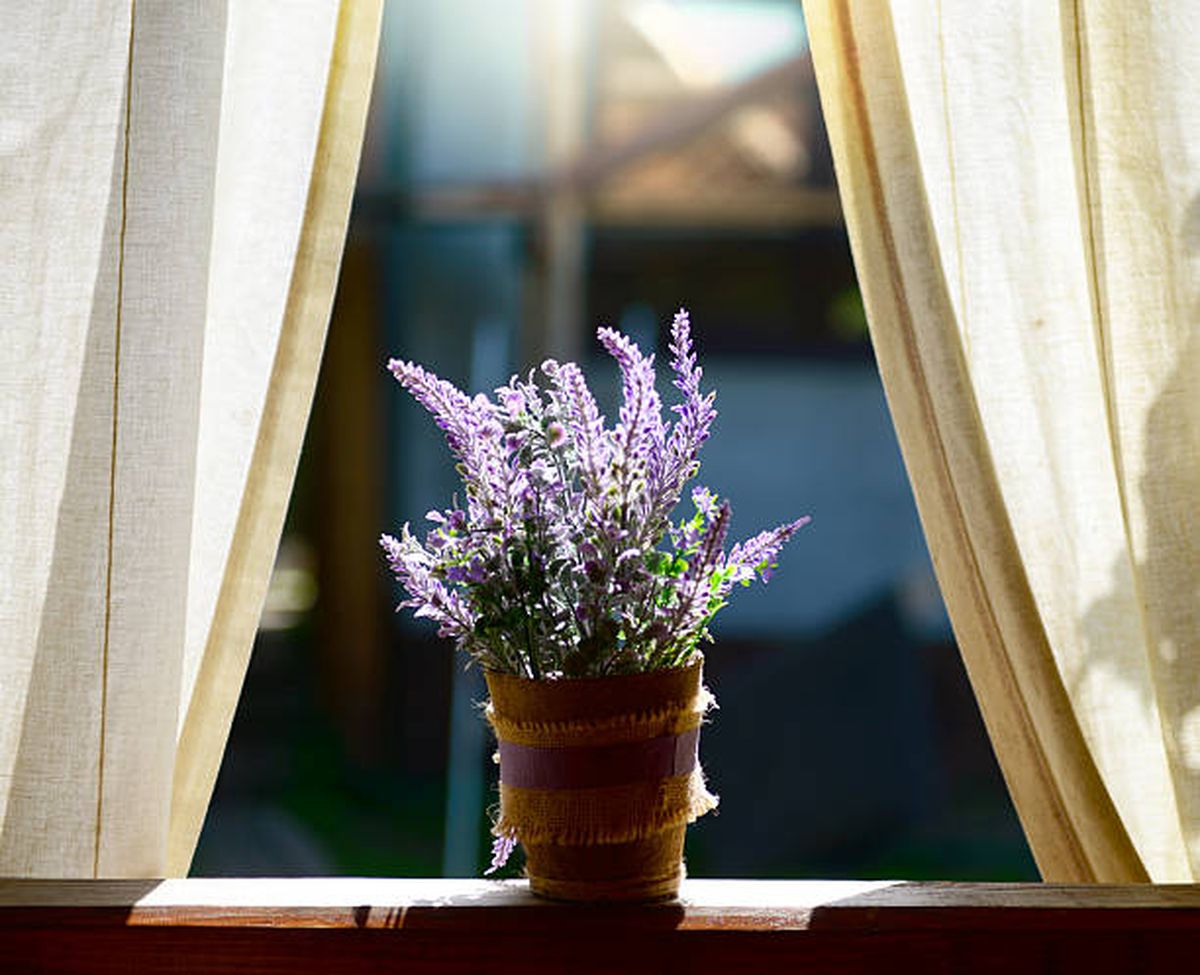 La planta de lavanda puede ser colocada con grandes beneficios en casa.&nbsp;