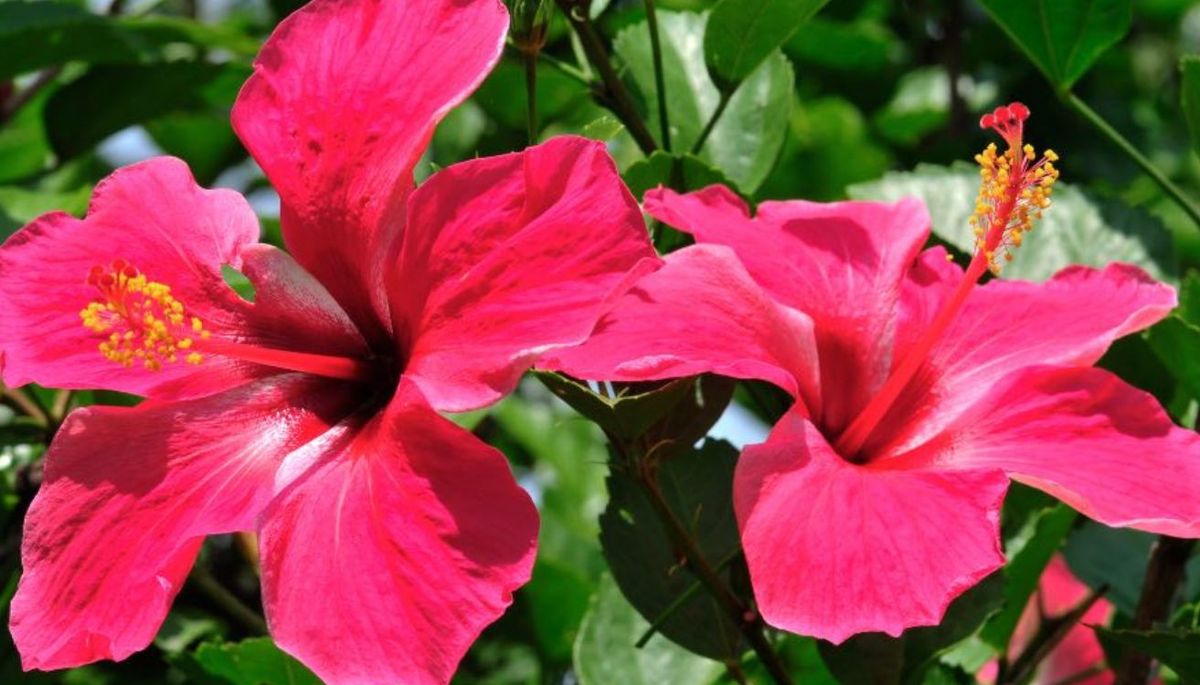 Las flores de la planta son grandes, vistosas y con forma de trompeta o embudo. Las flores de la planta son grandes, vistosas y con forma de trompeta o embudo.