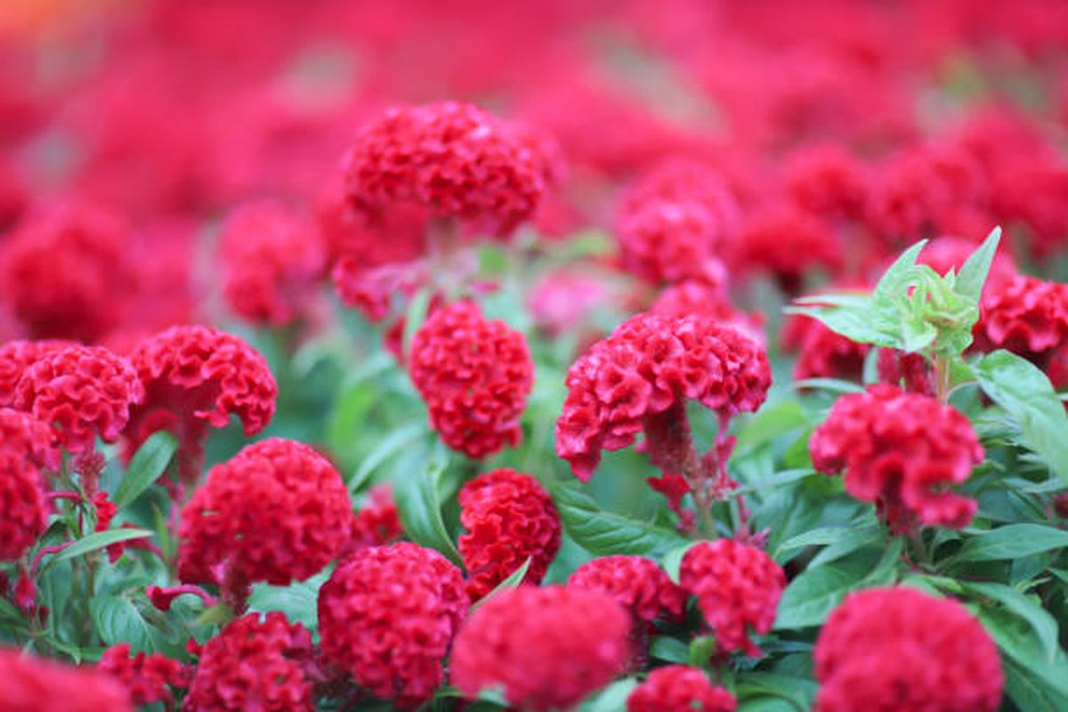 'Flor de terciopelo' o 'Cresta de gallo'. 'Flor de terciopelo' o 'Cresta de gallo'.