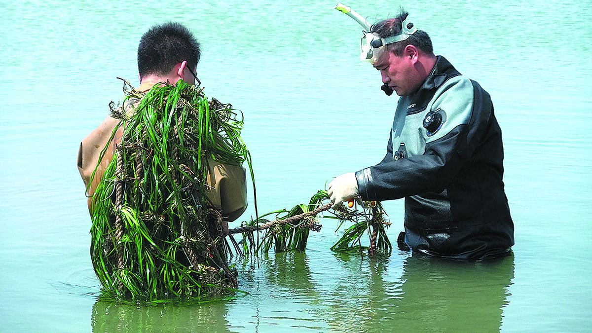 Zhang Peidong (derecha) se prepara para plantar pastos marinos en la bahía de Laizhou