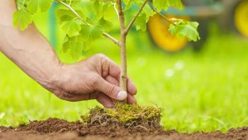 El país de América del Sur que más árboles planto en un día: rompió el récord del mundo El país de América del Sur que más árboles planto en un día: rompió el récord del mundo