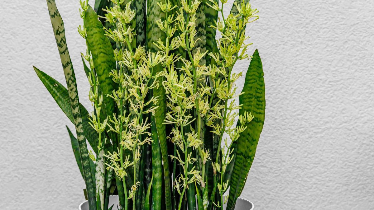 Ni abono ni fertilizante: el truco de jardinería para que la sansevieria estalle de flores en febrero