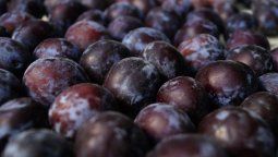 La provincia cuenta con poco más de 5 mil productores de ciruela.