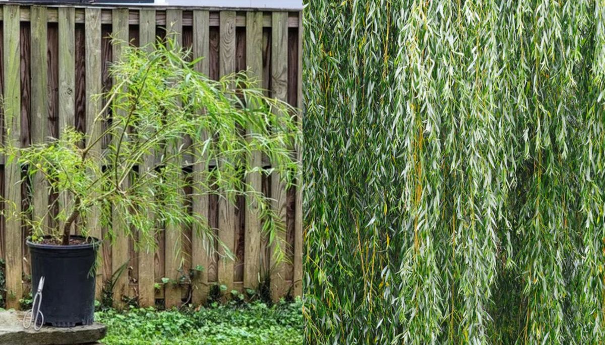 Este árbol pertenece a la familia de las salicáceas y es nativo de Asia. Este árbol pertenece a la familia de las salicáceas y es nativo de Asia.