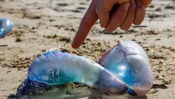 Aparición de Fragata Portuguesa en playa Mansa de Punta del Este.&nbsp;