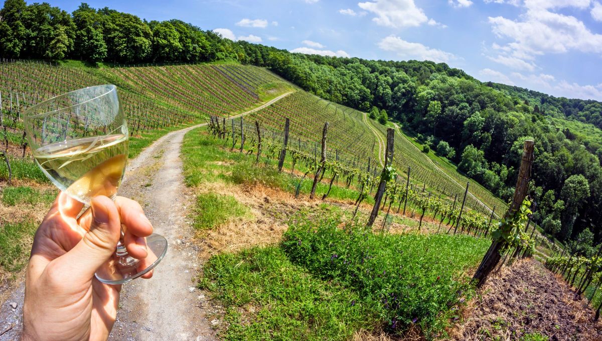 El viñedo más grande del mundo existe: dentro de él hay más de 250 bodegas y miles de variedades de vino