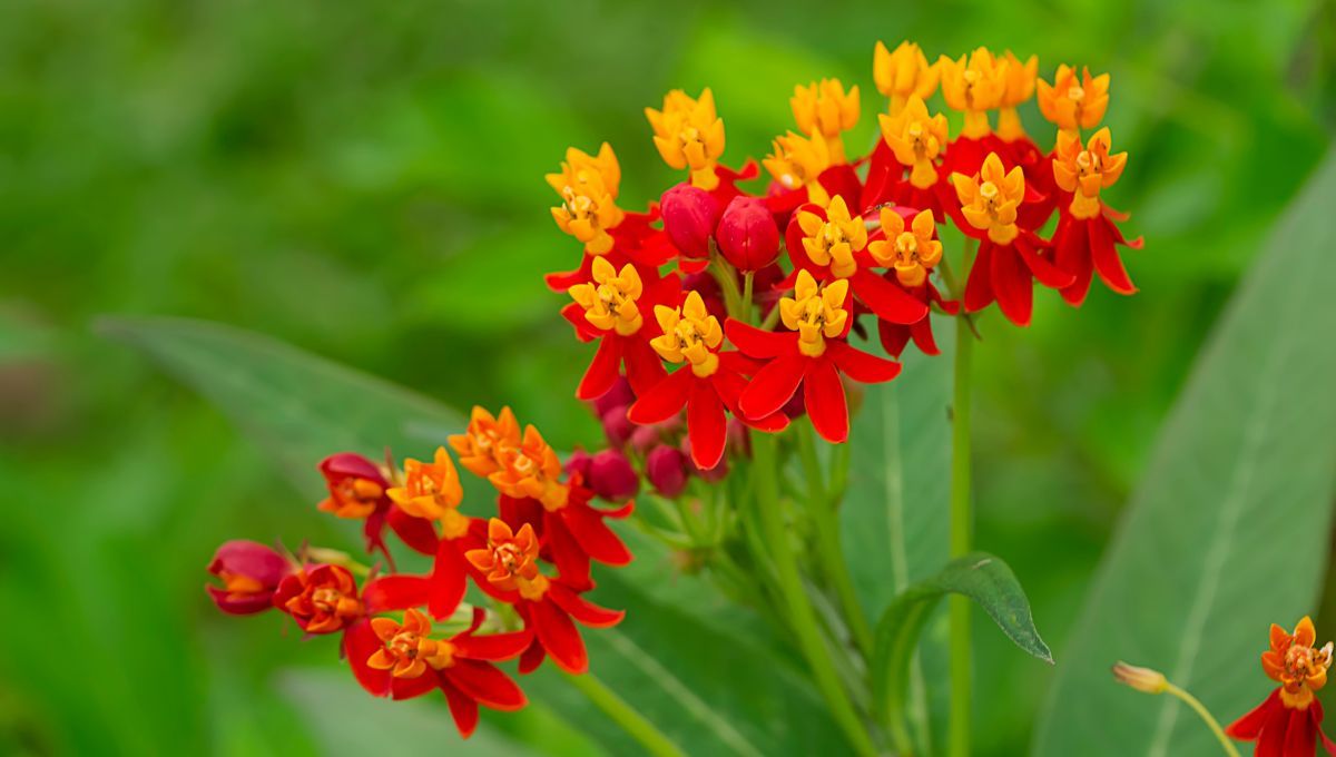 Ipecacuana. Ipecacuana. 