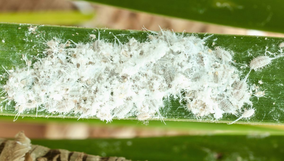 El potus es una planta tropical originaria del sudeste asi&aacute;tico.