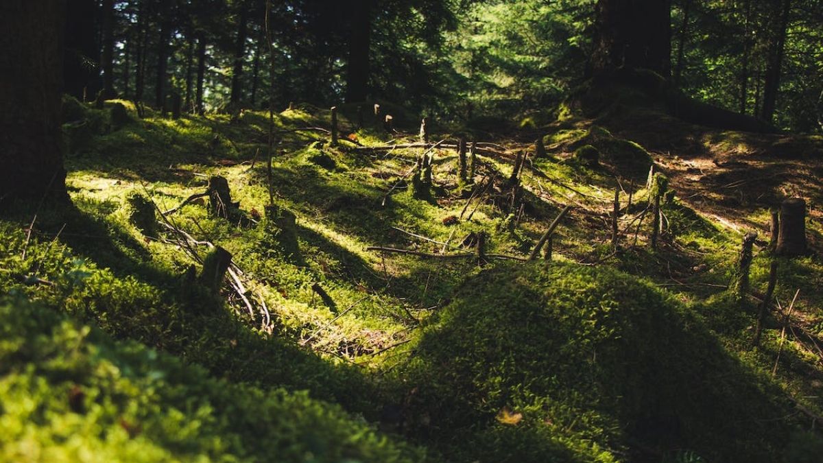 (Foto: Pexels) (Foto: Pexels)