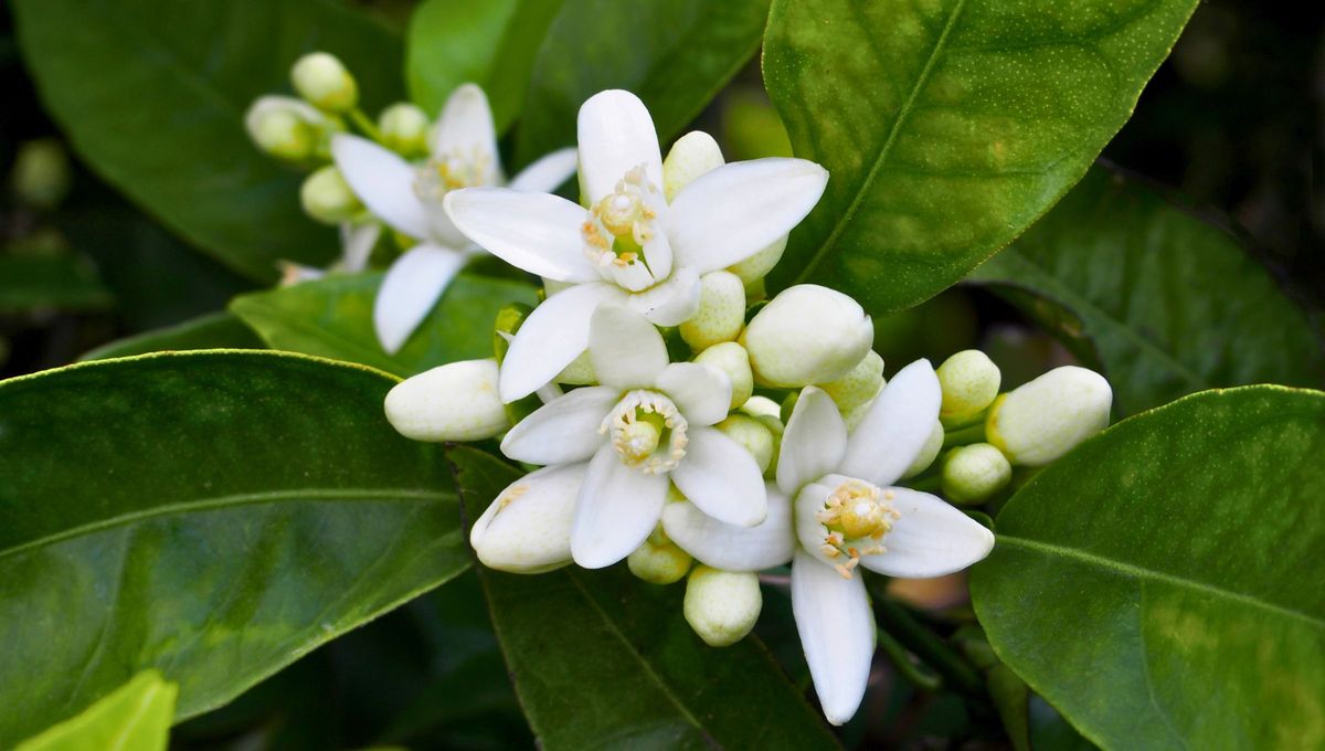 El nombre procede del árabe hispánico azzahár, y este, del árabe clásico zahr "flores" y significa flor blanca, y por antonomasia, la del naranjo o limonero. El nombre procede del árabe hispánico azzahár, y este, del árabe clásico zahr "flores" y significa flor blanca, y por antonomasia, la del naranjo o limonero.