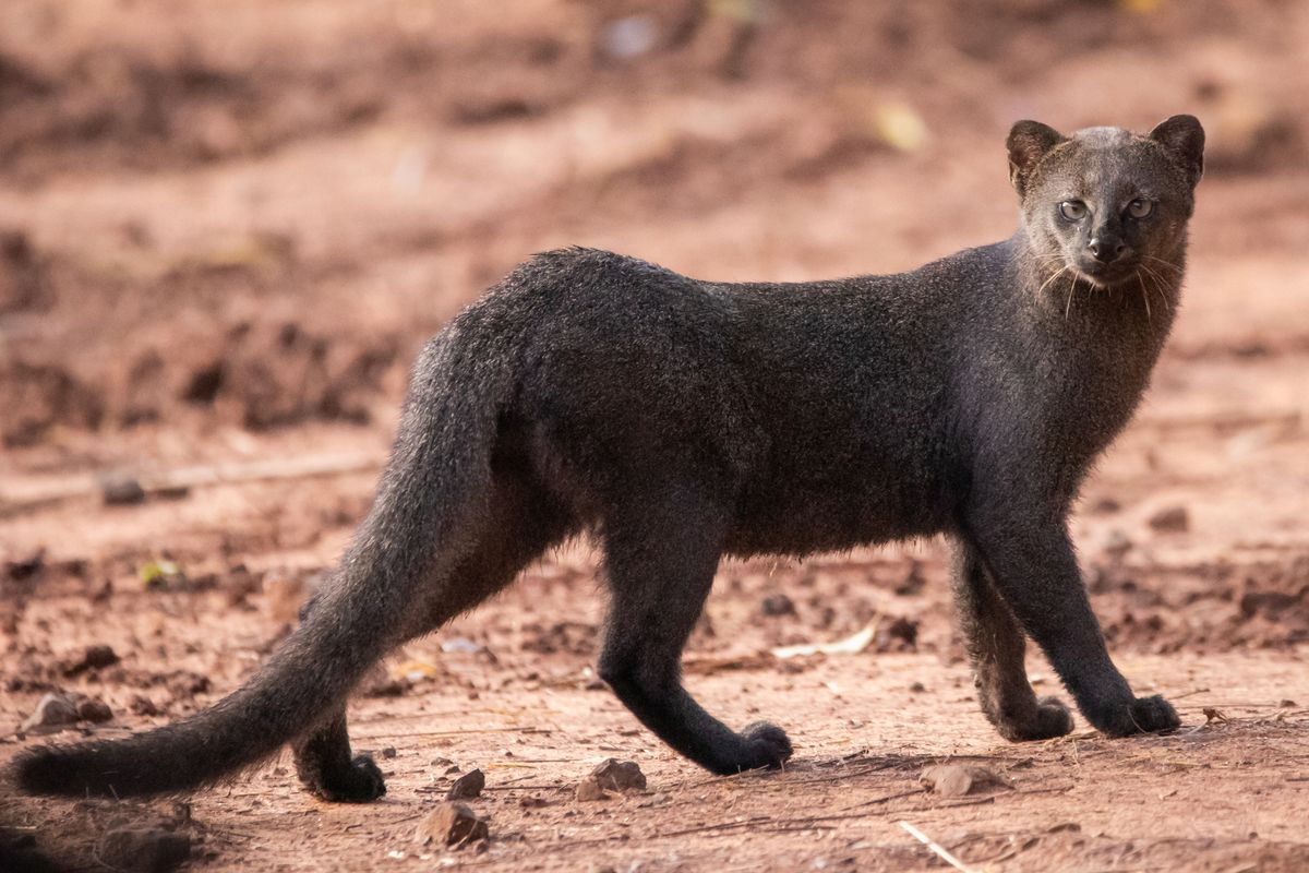 Se cree que esta especie está extinta hace 40 años. Se cree que esta especie está extinta hace 40 años.