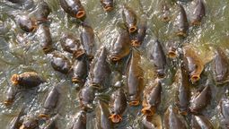 Escaparon de un criadero en Australia en los años 60: hoy estos peces dominan los ríos del país