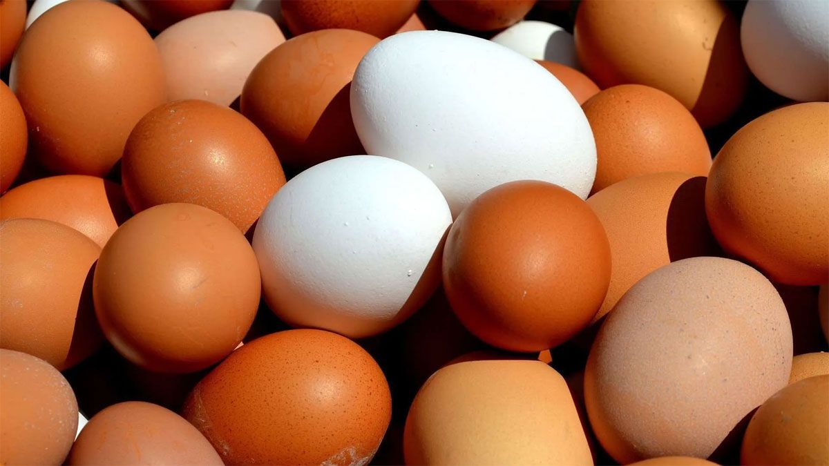 Los huevos blancos