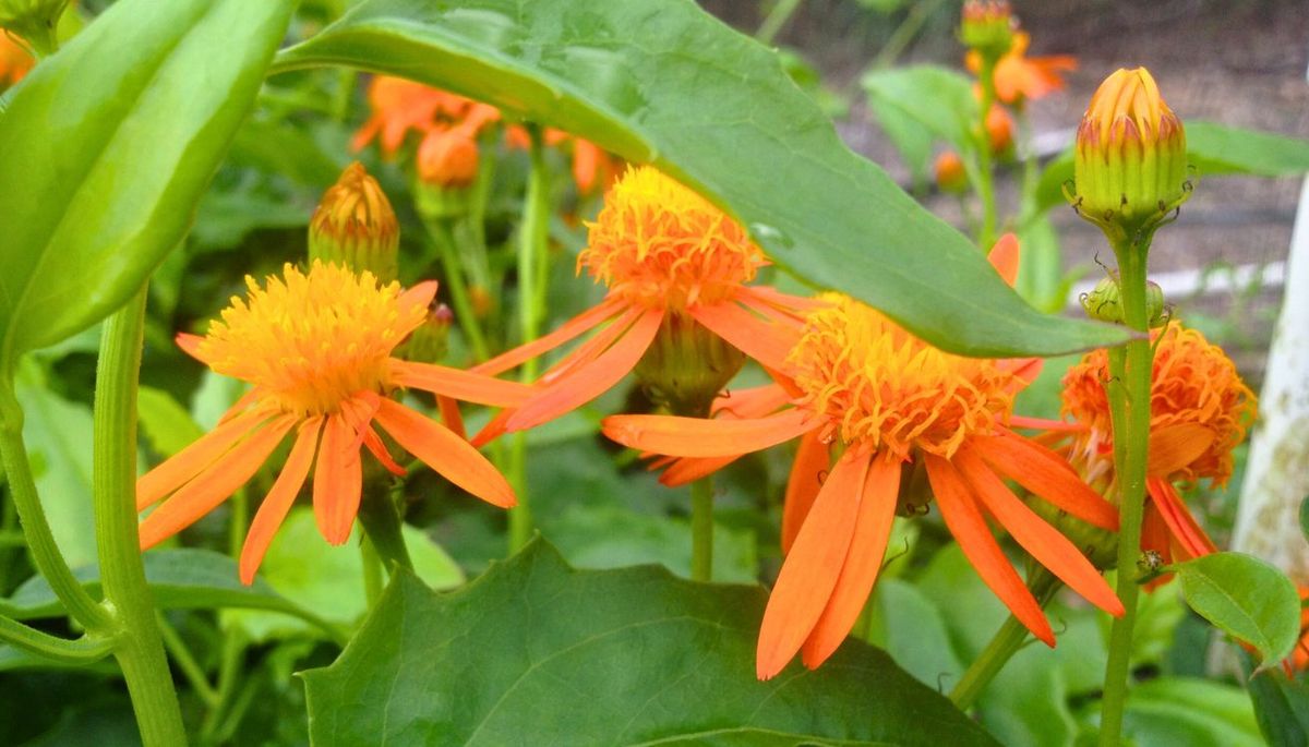 Si quieres un jardín lleno de flores, cultiva una planta trepadora. Imagen: Pixabay