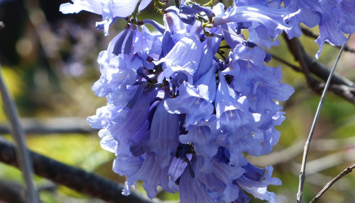 El jacaranda es un encanto en primavera. Imagen: Pixabay.