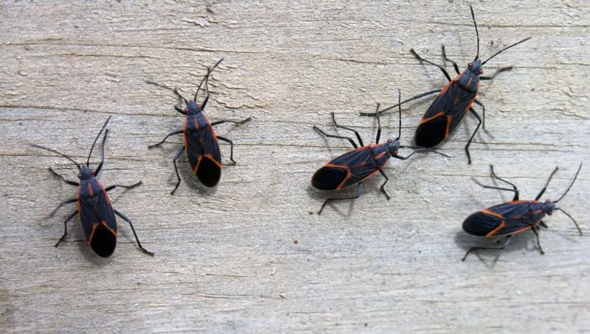 Cómo eliminar a la chinche del Arce usando un poco de tierra de diatomeas: repelente casero efectivo