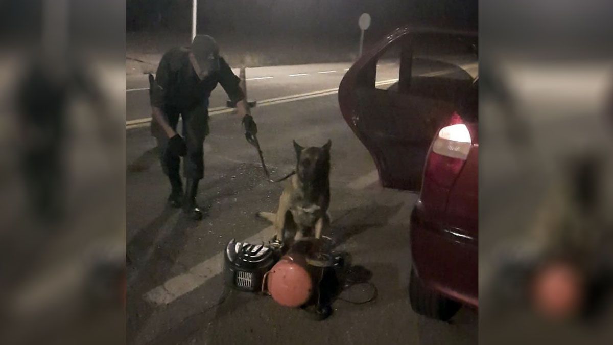 El hallazgo de la droga fue gracias a uno de los perros de detección de narcóticos de Gendarmería Nacional.